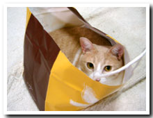 cats