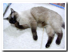 cats