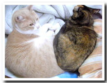 cats