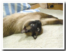 cats