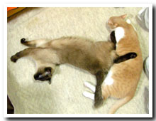cats