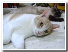 cats