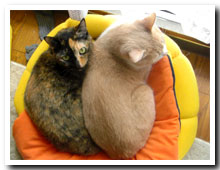 cats