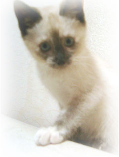 �L�̎ʐ^,�摜