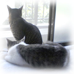 �L�̎ʐ^,�摜
