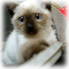 �L�̎ʐ^,�摜