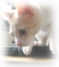 �L�̎ʐ^,�摜