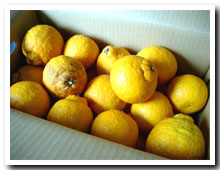 無農薬三宝柑お得用5kg